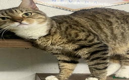 Bengal cats for sale: Bengal boy  - Image 1