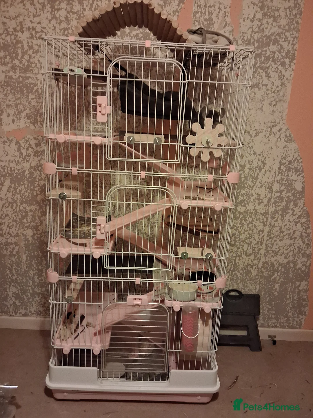 Chinchilla rodents for sale: Male Chinchilla and cage for sale - Advert 1