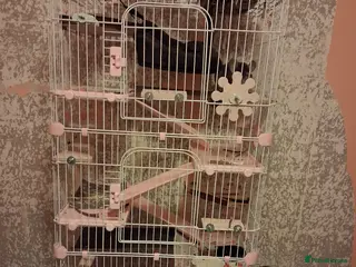 Chinchilla rodents Male Chinchilla and cage for sale - Advert 3