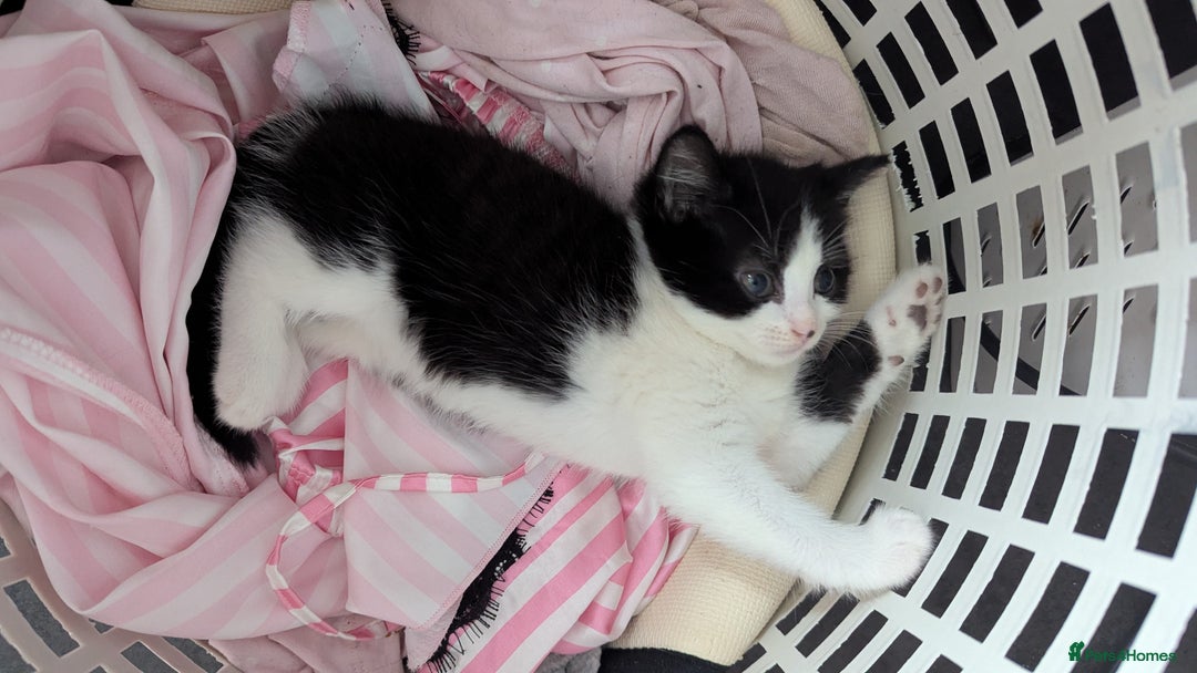 British Shorthair cats for sale: Beautiful playful kittens - Image 3