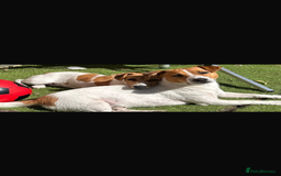 Jack Russell dogs for stud: Jack russel for stud - Image 2