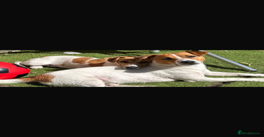 Jack Russell dogs - Advert 10