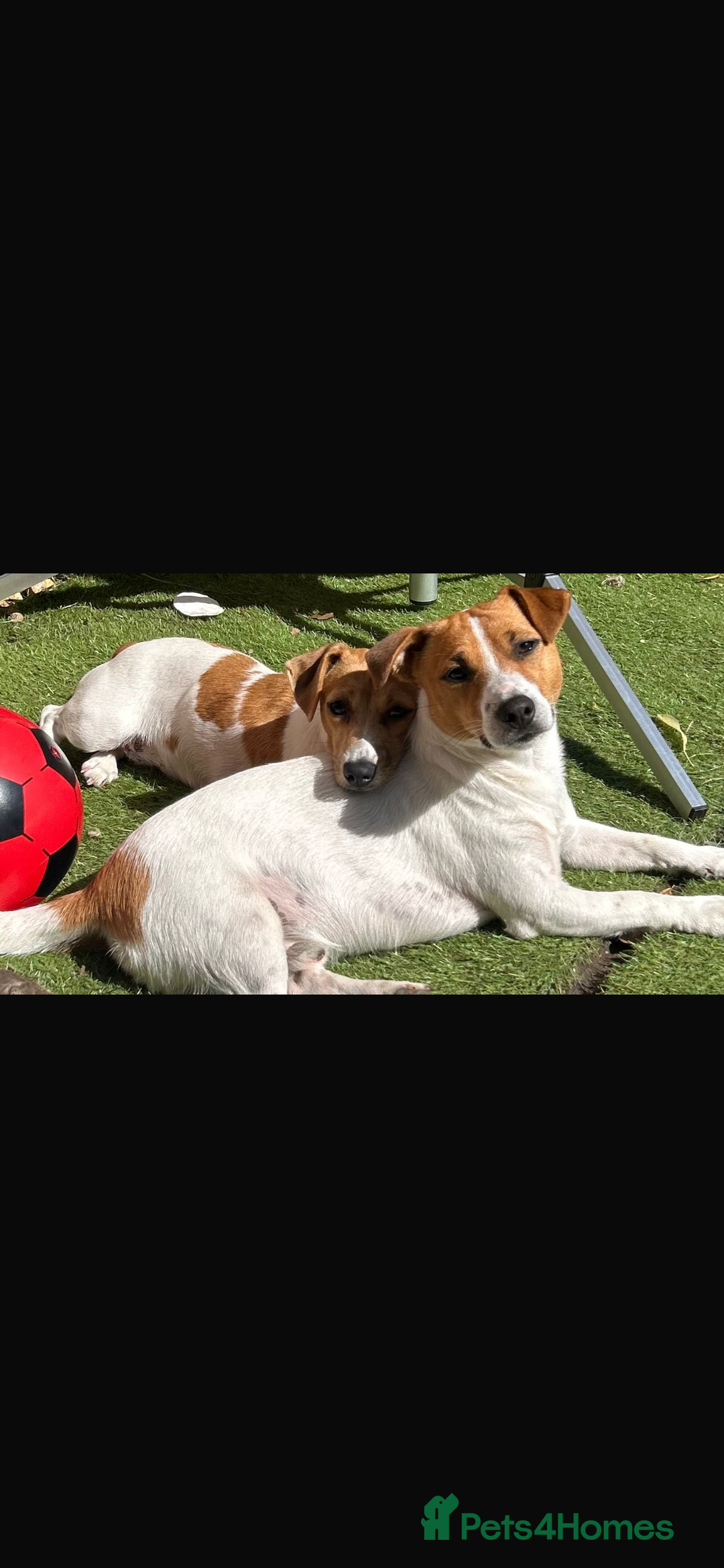 Jack Russell dogs for stud: Jack russel for stud - Image 2