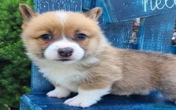 Welsh Corgi Pembroke dogs for sale: Reserve your corgi puppy now . ready 25 september - Image 2
