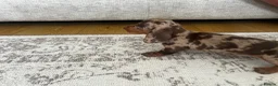 Miniature Dachshund dogs for sale: Miniature smooth haired Dachshund  in Tredegar - Advert 21