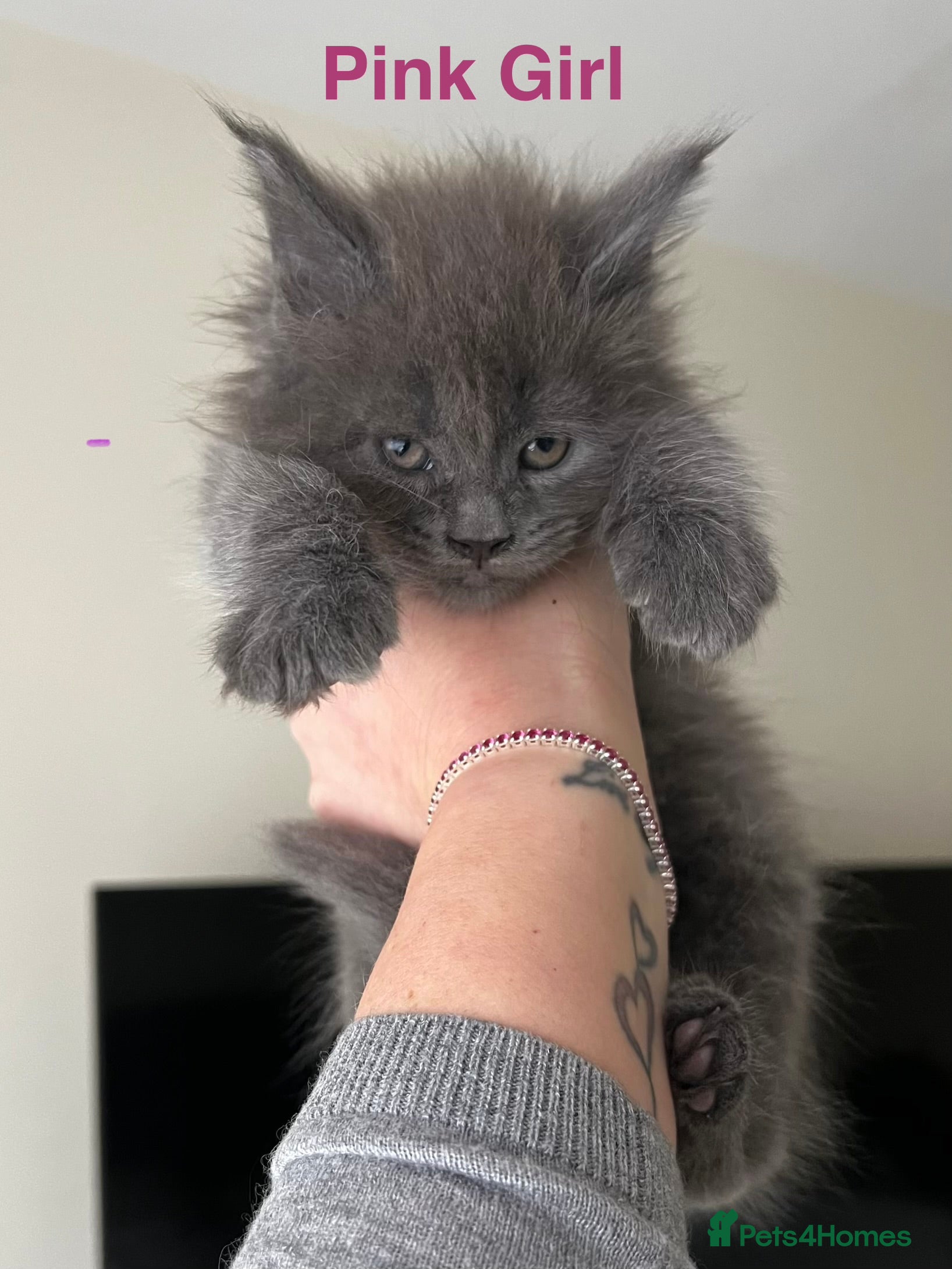 Maine Coon cats Maine coon kittens blue silver smoke rare colours - Advert 7