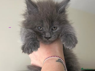 Maine Coon cats Maine coon kittens blue silver smoke rare colours - Advert 7