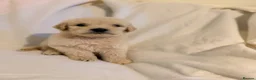 Goldendoodle dogs for sale: Beautiful Goldendoodles puppies  - Advert 3
