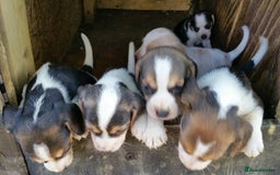 Beagle dogs for sale: Pedigree Beagle Puppies for Sale – Healthy - Image 4