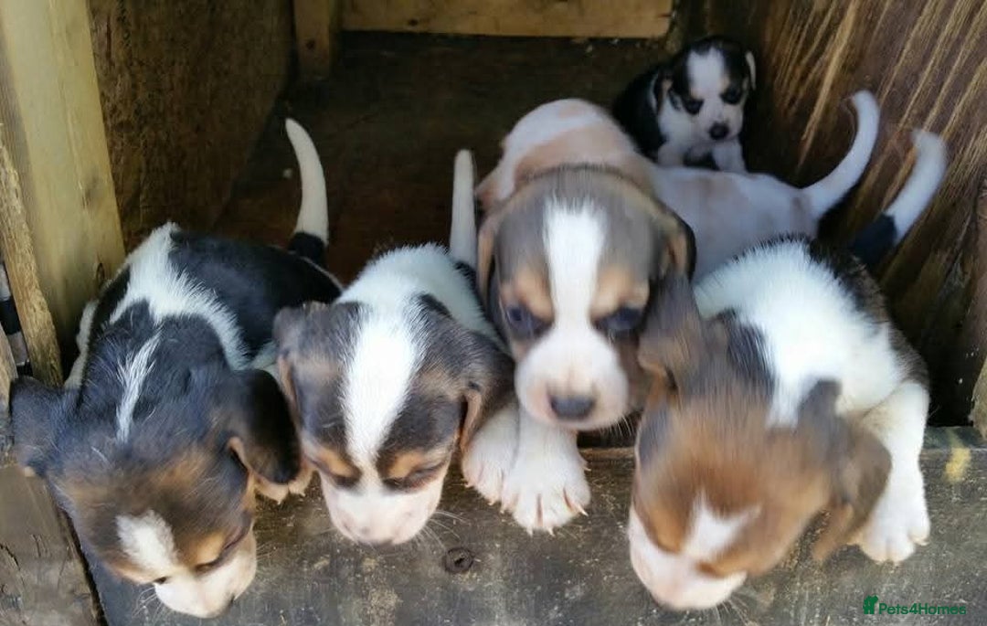 Beagle dogs for sale: Pedigree Beagle Puppies for Sale – Healthy - Image 4