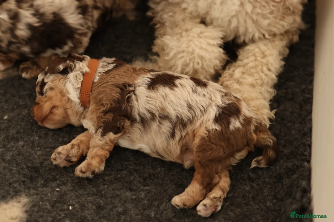 Cavapoo dogs for sale: Outstanding F1b Cavapoo puppies - Advert 2