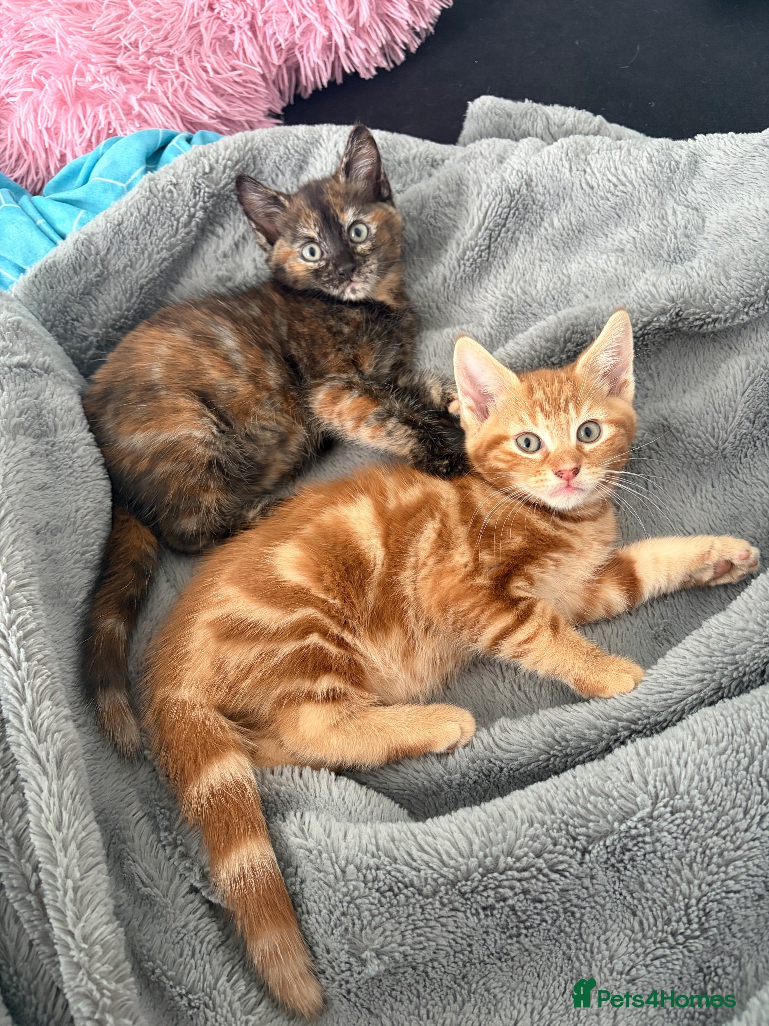 Mixed Breed cats Adorable Kittens Looking for Loving Homes!  - Advert 1