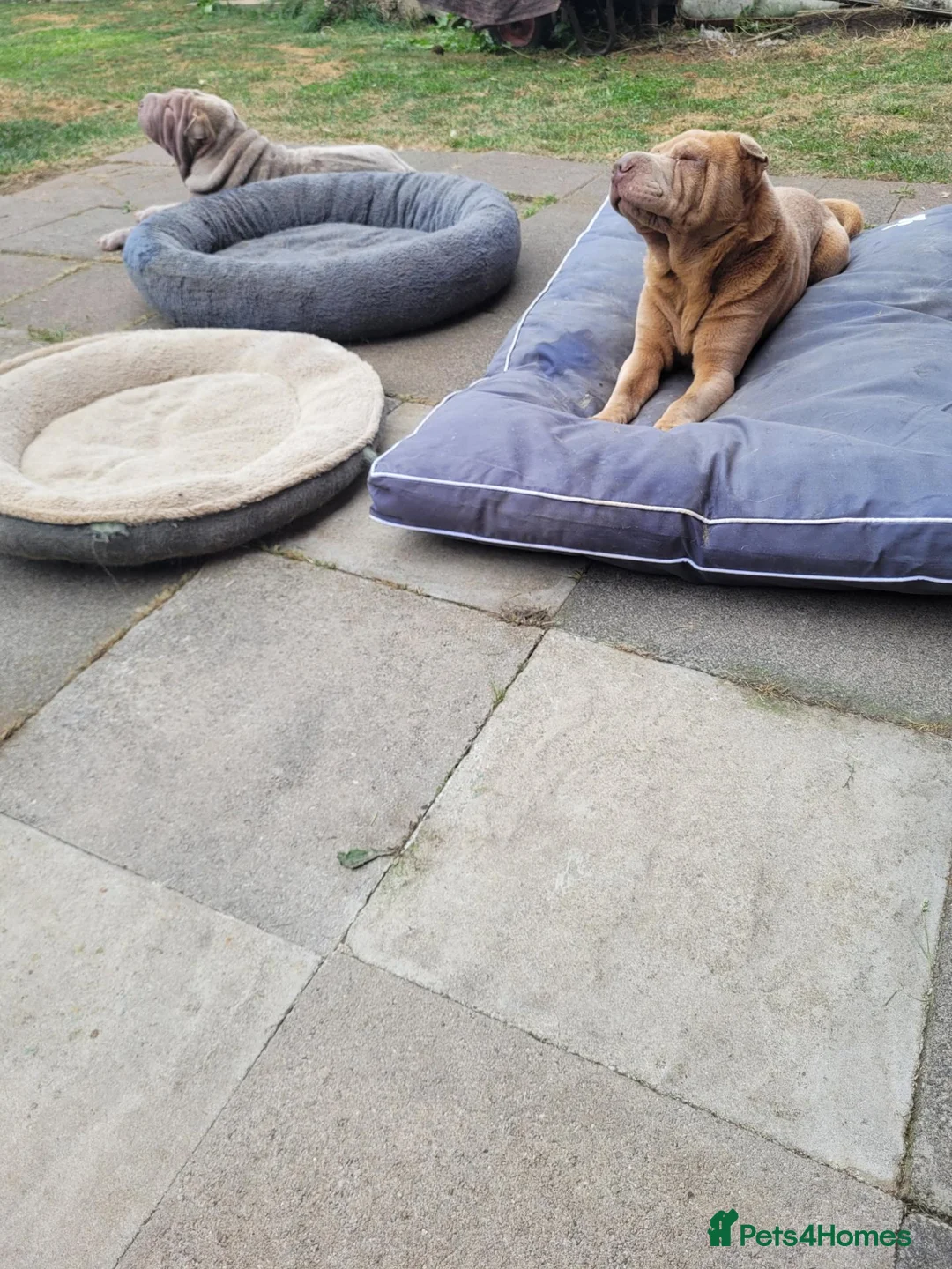 Shar Pei dogs for stud: Lilac male for stud  - Advert 3