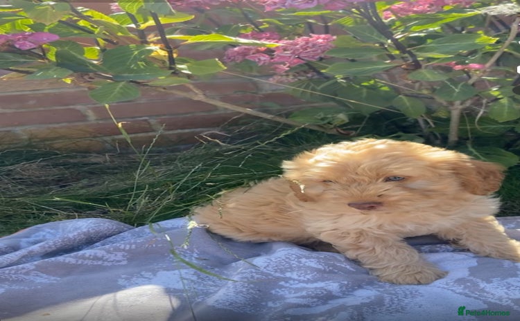 Cockapoo dogs - Advert 1