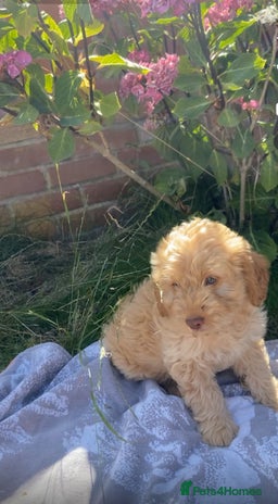 Cockapoo dogs - Advert 7