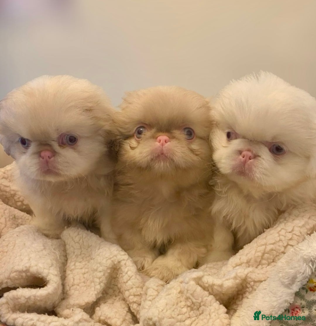 Pekingese dogs for sale: Pink Pekingese puppies  - Advert 1