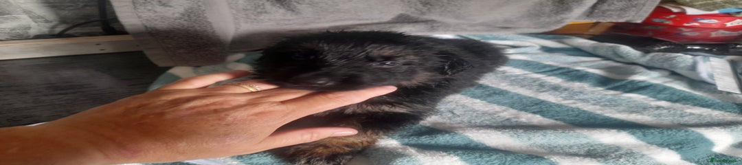 German Shepherd Puppy 4