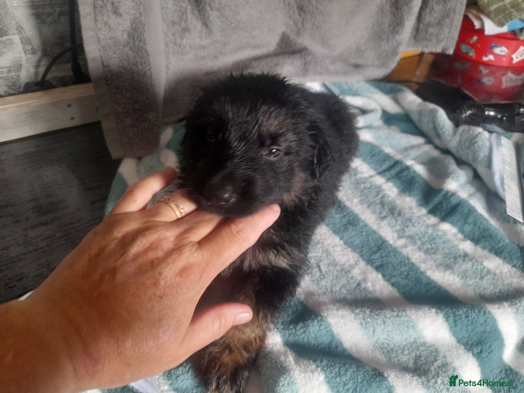 German Shepherd dogs for sale: Beautiful German shepherd pups - Image 8