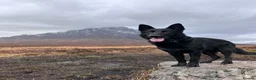 German Shepherd dogs for stud: Stunning black GSD - exceptional health and temper - Advert 4