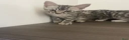 Mixed Breed cats for sale: Silver Bengal x Scottish fold Rare kittens  - Advert 9