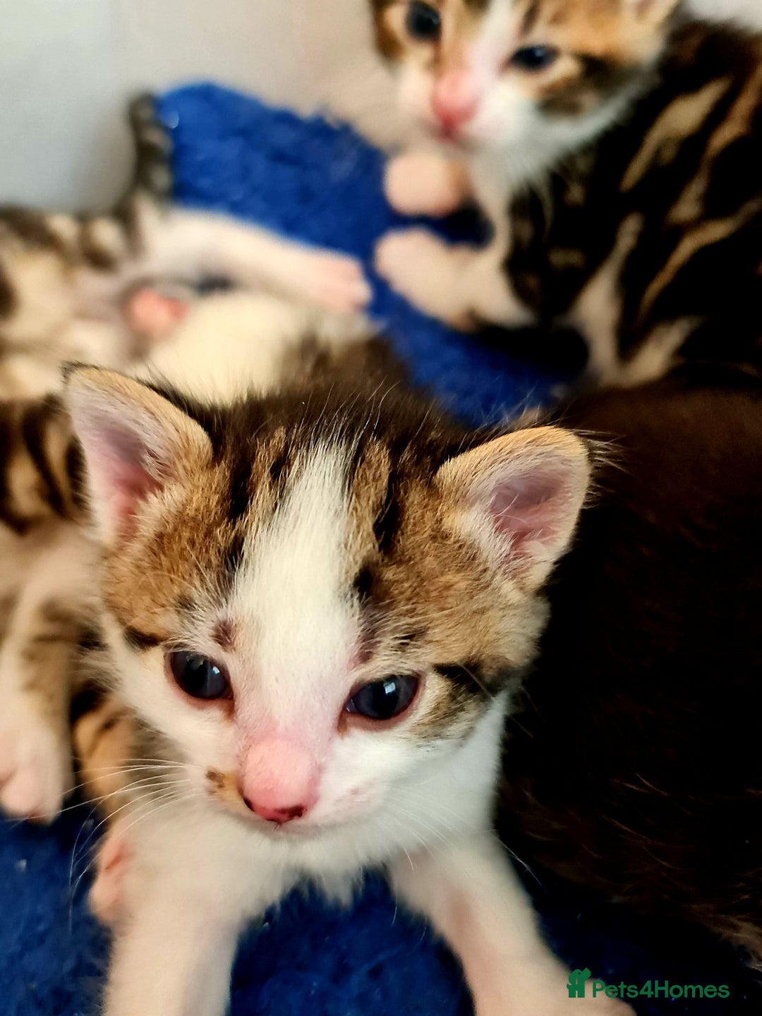 Mixed Breed cats for sale: Sweet Black & White & Tabby Kittens - Image 24