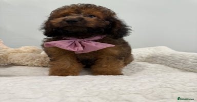 Cockapoo dogs - Advert 5