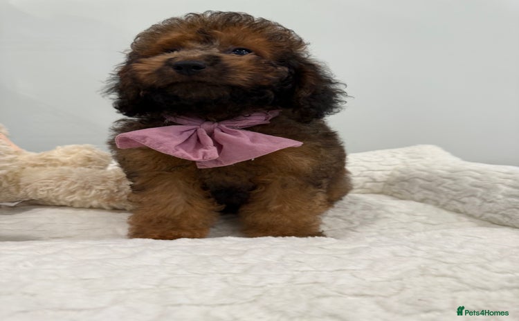 Cockapoo dogs - Advert 11