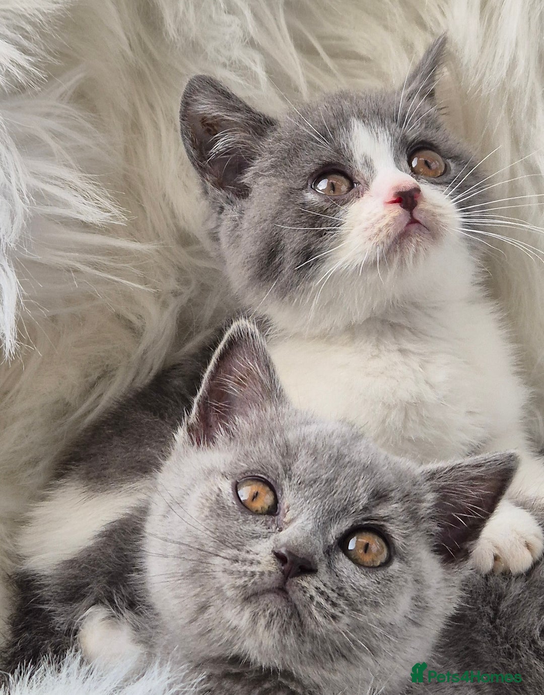 British Shorthair cats for sale: Absolute darling BSH kits GCCF Reg Fantastic type - Image 5