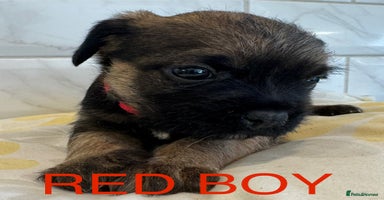 Border Terrier dogs - Advert 2