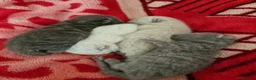 British Shorthair cats for sale: Rare British shorthair kittens - Advert 6