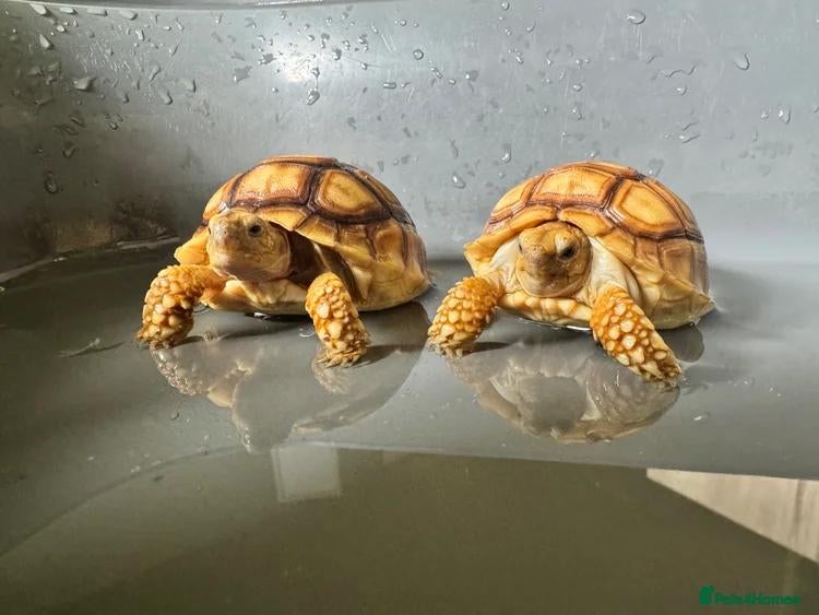 Tortoise reptiles for sale: Sulcata Tortoise  - Advert 1