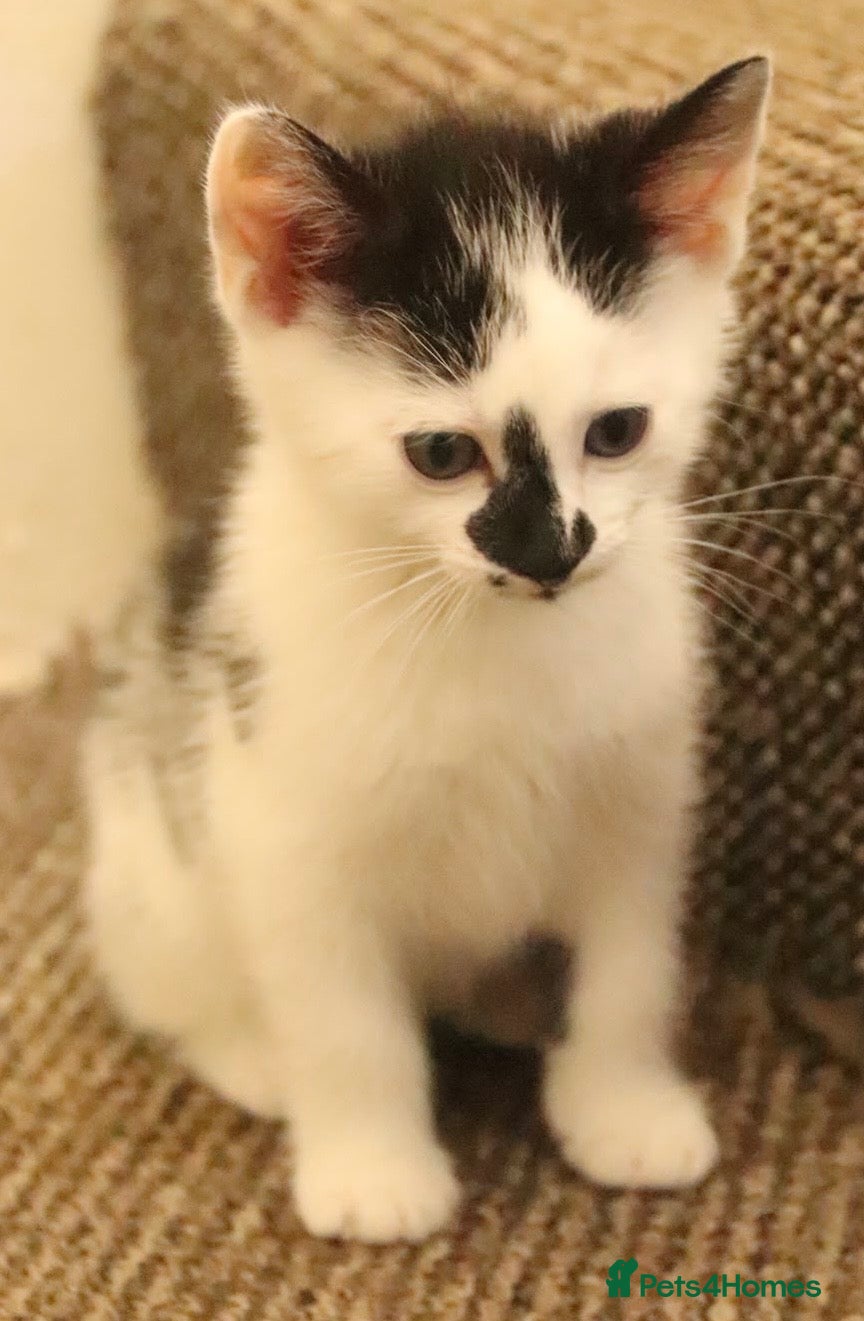 Mixed Breed cats Must be seen. Super friendly part Siamese kittens  - Advert 15