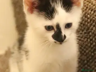 Mixed Breed cats Must be seen. Super friendly part Siamese kittens - Advert 15