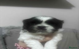 Mixed Breed dogs for sale: Shishon cross japanese chin  - Image 5
