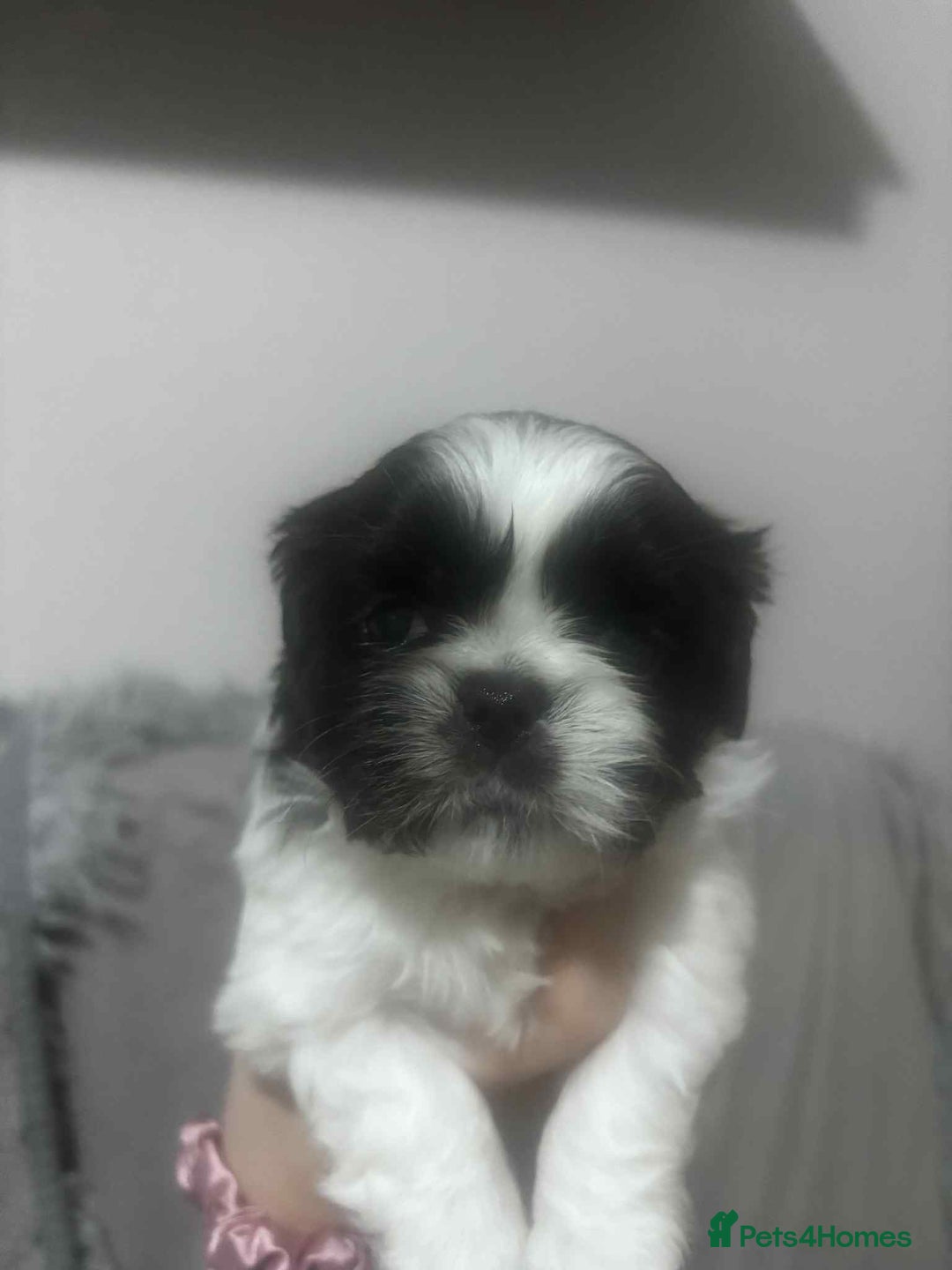 Mixed Breed dogs for sale: Shishon cross japanese chin  - Image 5