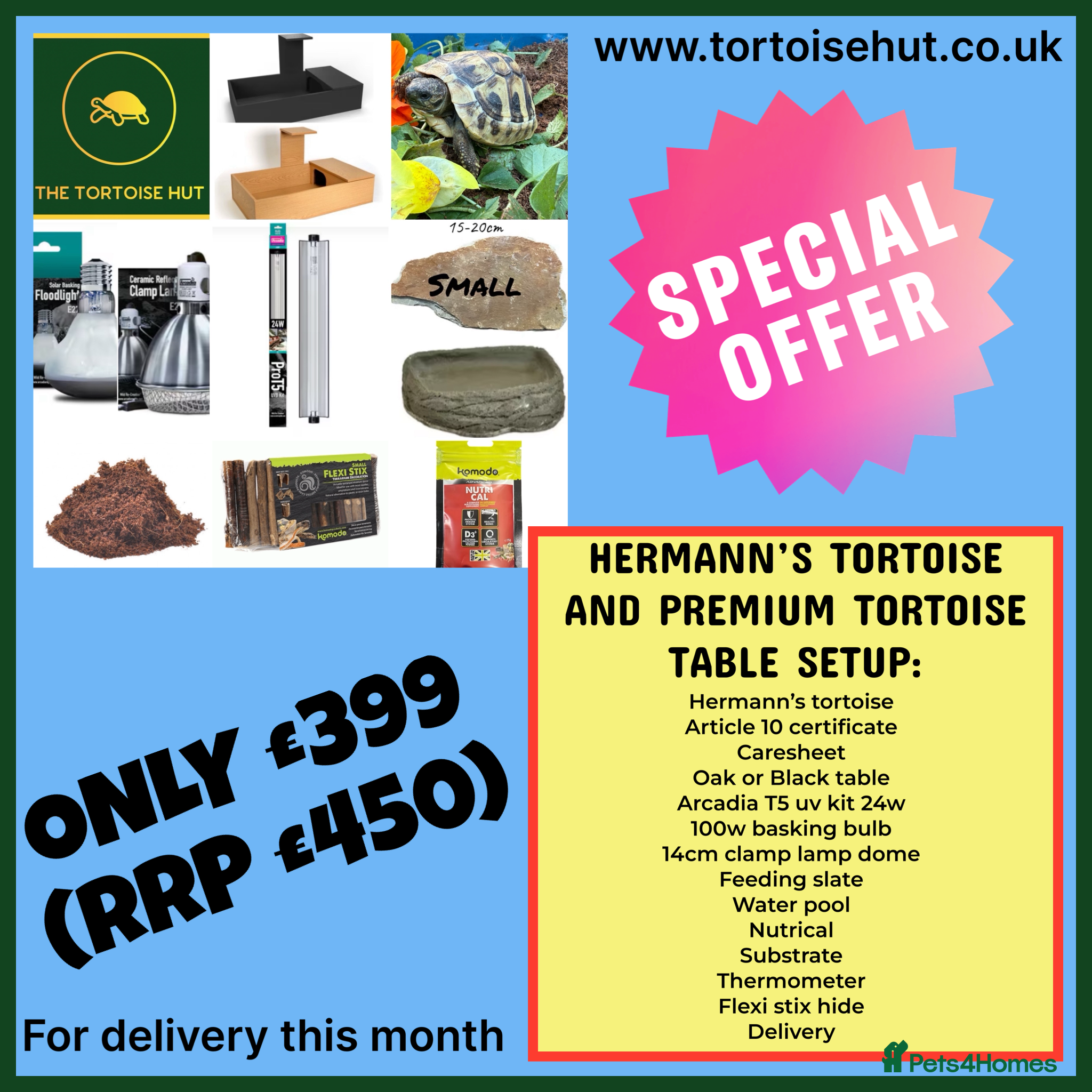 Hermann Tortoise reptiles Baby Hermanns tortoise and setup delivered to you - Advert 1