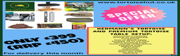 Hermann Tortoise reptiles for sale: Baby Hermanns tortoise and setup delivered to you - Advert 1