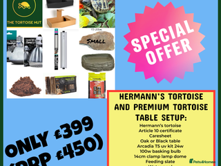 Hermann Tortoise reptiles - Advert 5