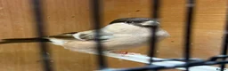 Finches birds for sale: Siberian bullfinches  in South Ockendon - Advert 3