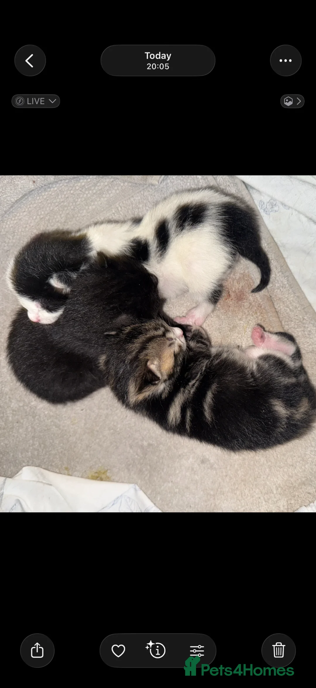 Mixed Breed cats for sale: 1 female 1 male left available  - Advert 2