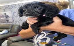 Cocker Spaniel dogs for sale: 5 th Generation Cocker Spaniel Pups/Ready to leave - Image 11