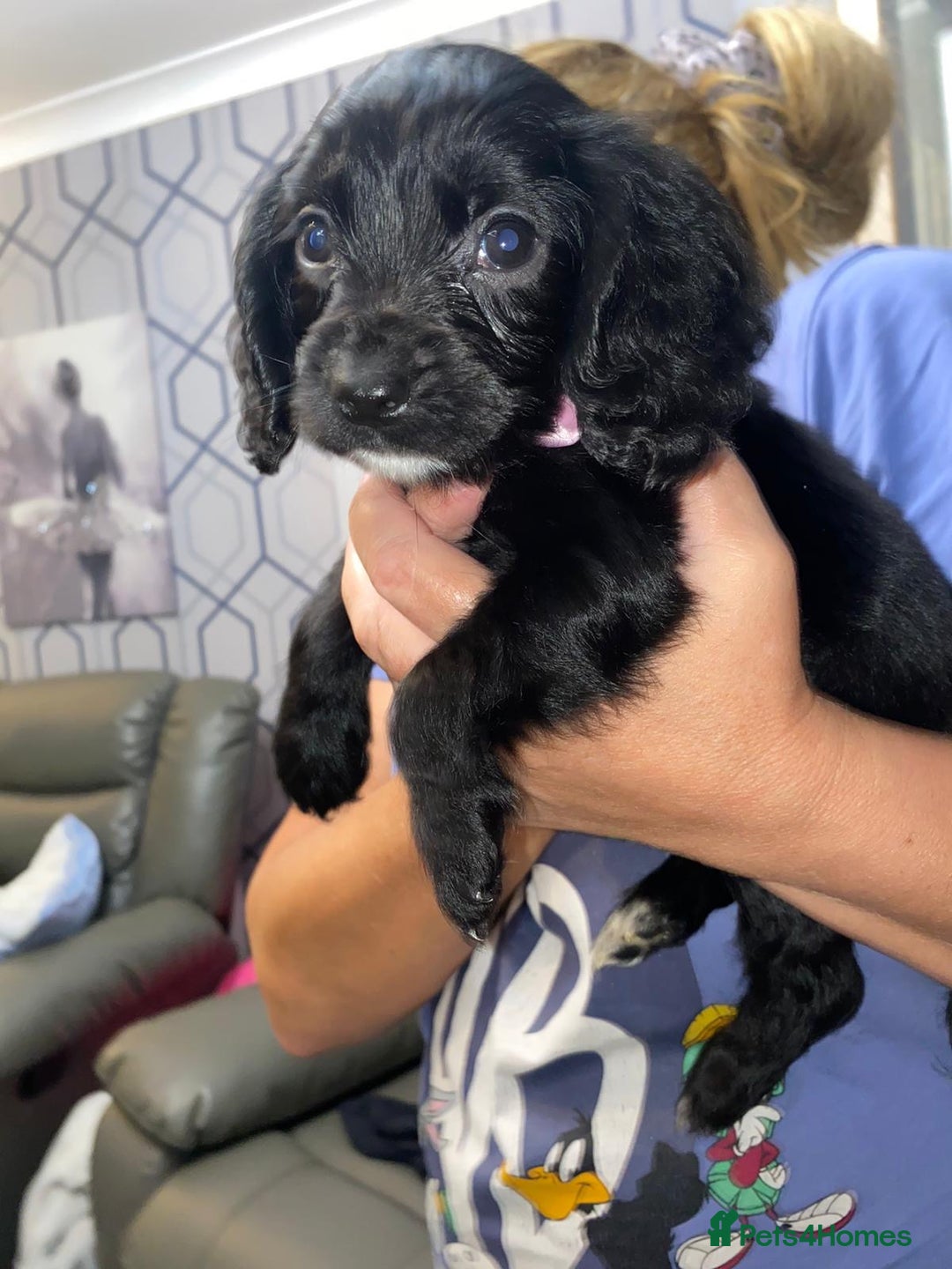 Cocker Spaniel dogs for sale: 5 th Generation Cocker Spaniel Pups/Ready to leave - Image 11