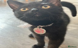 Domestic Shorthair cats for sale: Black female kitten needing loving home  - Image 6