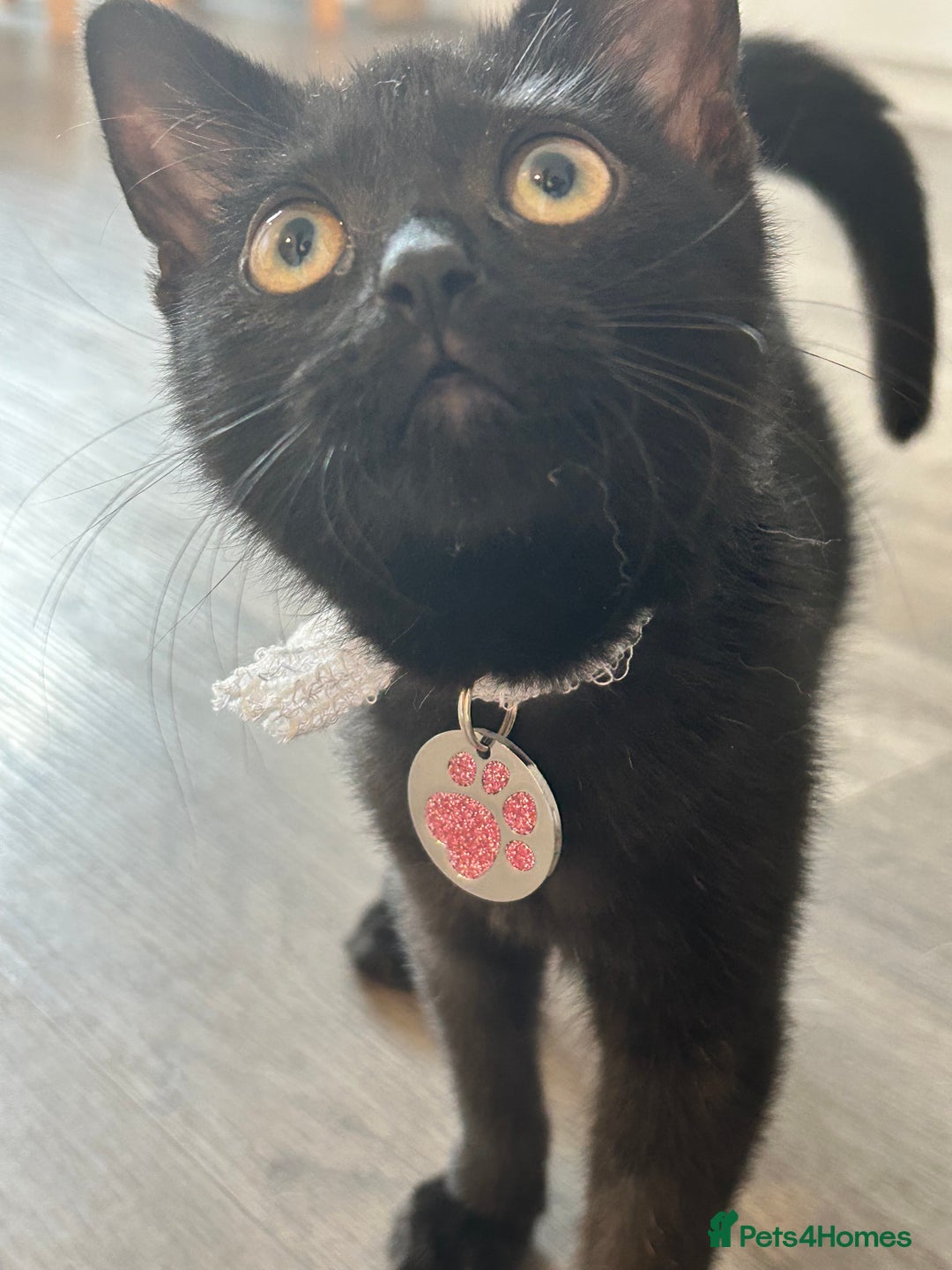 Domestic Shorthair cats for sale: Black female kitten needing loving home  - Image 6