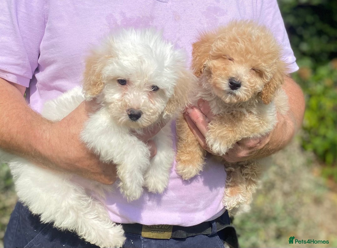 Poochon dogs for sale: Stunning Toy Poochon’s Boys - Image 3