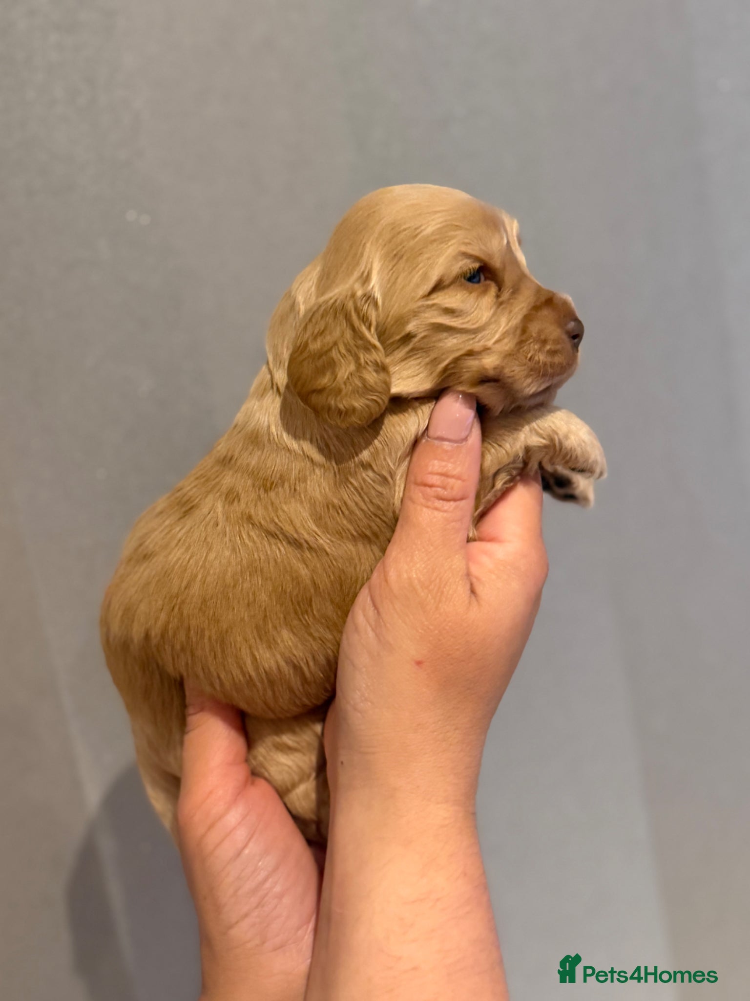 Cocker Spaniel dogs for sale: Golden & Chocolate Sable Show Cocker Puppies  in Doncaster - Advert 8