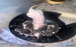 Rat rodents for sale: Baby Rex dumbo rats  - Image 4