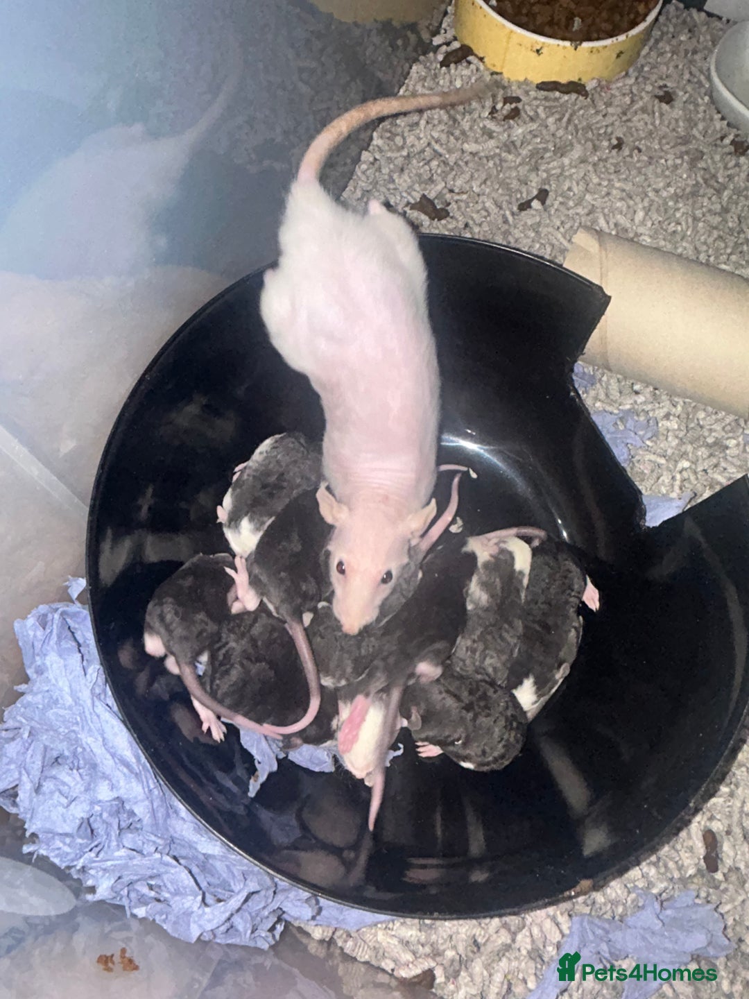 Rat rodents for sale: Baby Rex dumbo rats  - Image 4