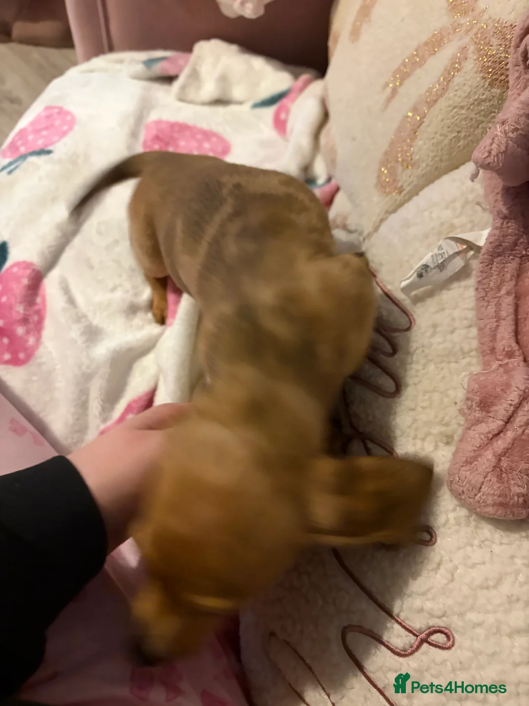 Dachshund dogs for sale: Dachshund puppies  in Sandbach - Advert 15