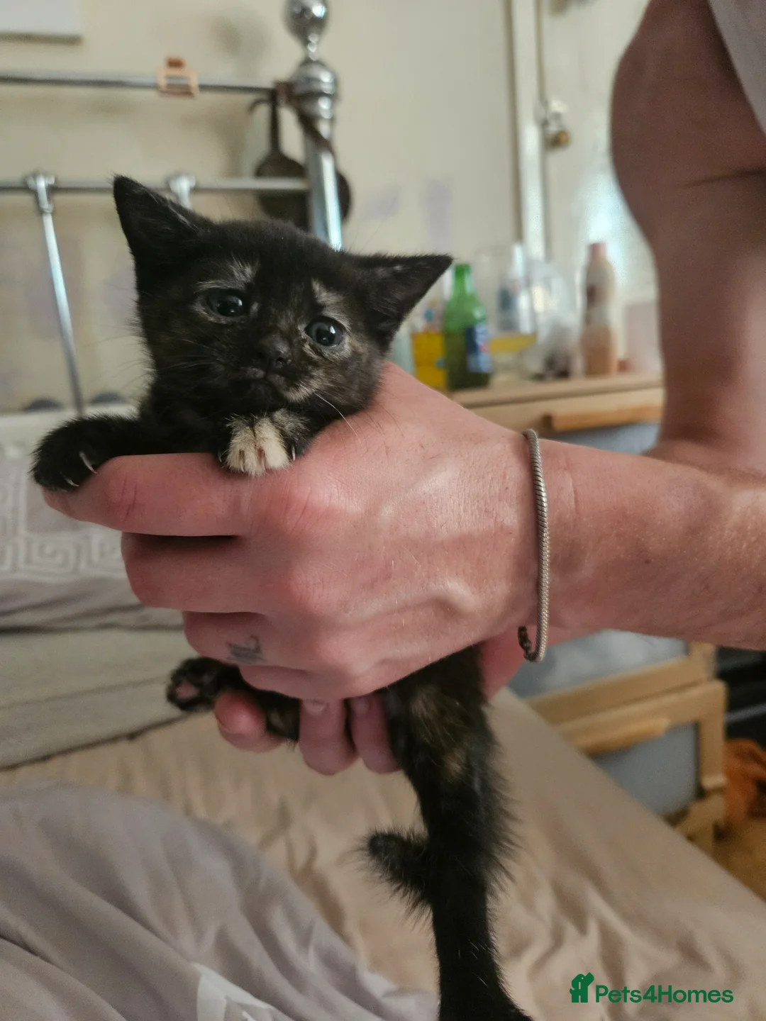 Mixed Breed cats for sale: 3 beautiful babies ready for homing - Advert 2